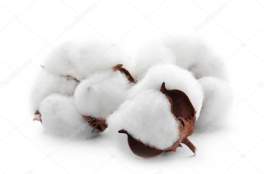 soft cotton flowers isolated on white background