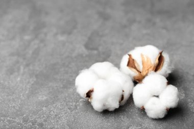 gri zemin üzerine Pamuk çiçek