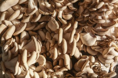 Taze çiğ istiridye mantar, portre