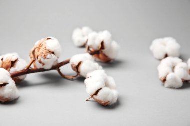 gri zemin üzerine Pamuk çiçek