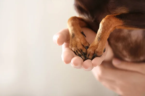 Kobieta z cute toy terrier na jasnym tle, zbliżenie — Zdjęcie stockowe