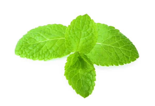 Fresh Lemon Balm White Background — Stock Photo, Image