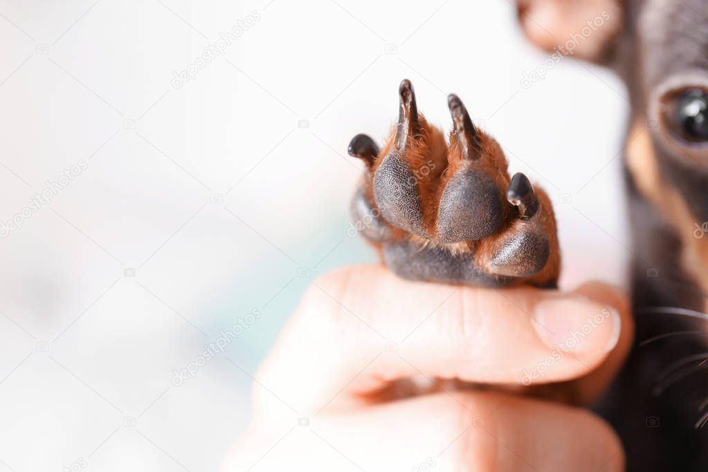 Woman with cute toy terrier on light background, closeup