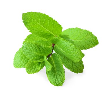 beyaz zemin üzerine taze Melisa