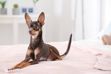 Şirin oyuncak korkunç 