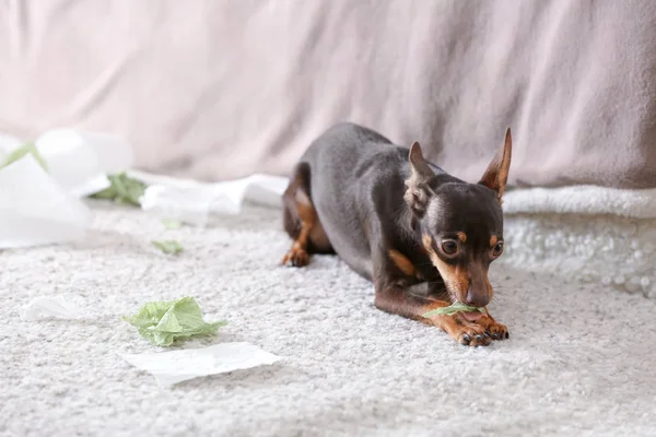 Travieso juguete terrier y rasgado papel en el interior —  Fotos de Stock