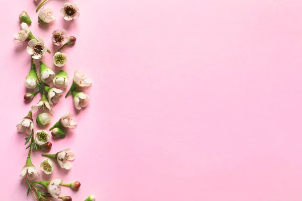 Schöne Blumen auf farbigem Hintergrund — Stockfoto