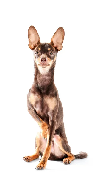 Cute toy terrier — Stock Photo, Image