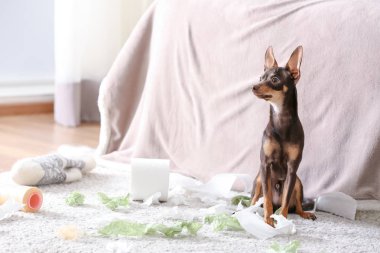 Mischievous toy terrier and torn paper indoors clipart