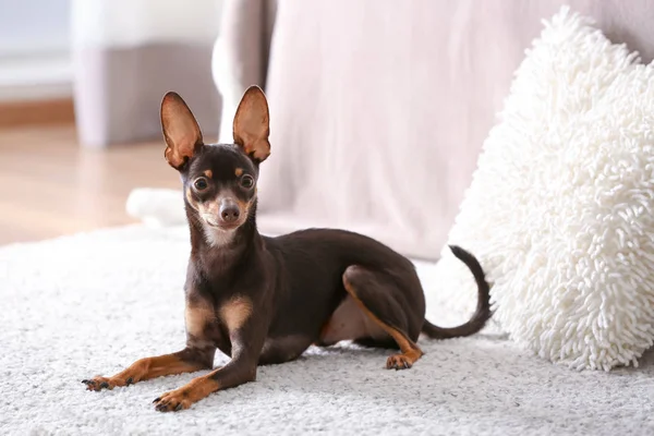 Cute toy terrier — Zdjęcie stockowe