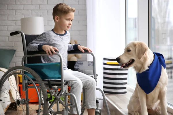 犬と車椅子の少年 — ストック写真