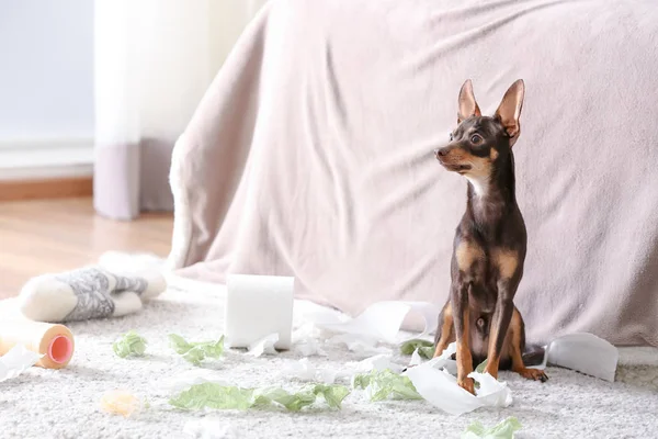 Busiga toy terrier och pappersrevor inomhus — Stockfoto