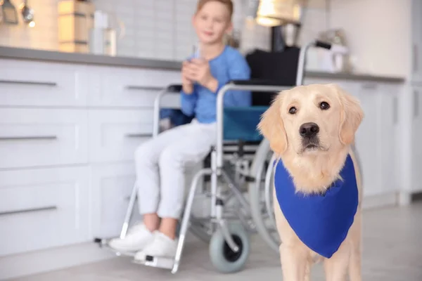 Милая служебная собака и размытый мальчик в инвалидной коляске в помещении — стоковое фото