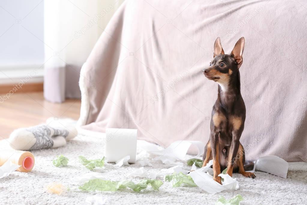 Mischievous toy terrier and torn paper indoors