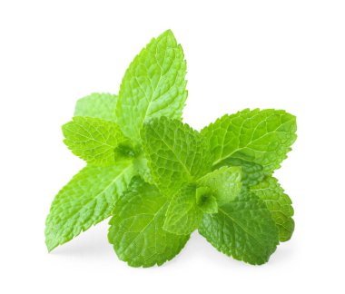 beyaz zemin üzerine taze Melisa