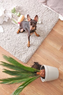 Mischievous toy terrier and overthrown houseplant indoors clipart