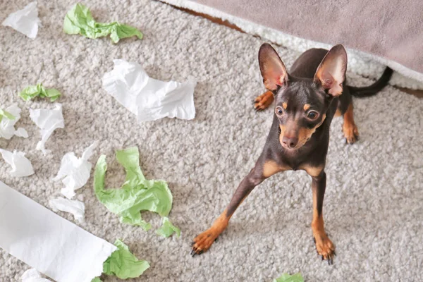 Terrier brinquedo travesso e papel rasgado dentro de casa — Fotografia de Stock