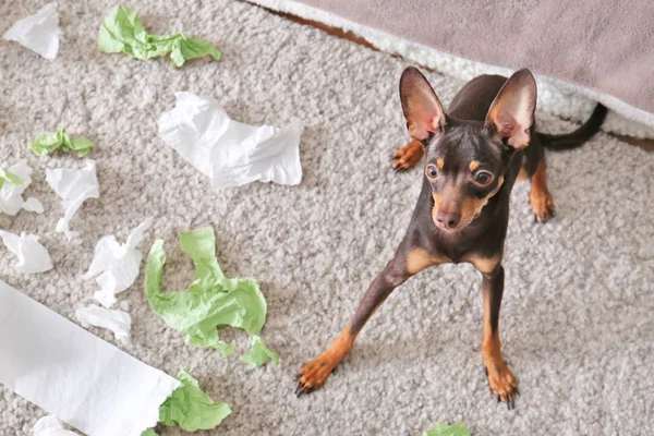 Csintalan toy terrier és szakadt papír beltéri — Stock Fotó