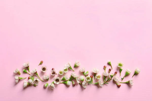 Mooie bloemen op kleur achtergrond — Stockfoto