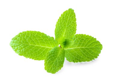 beyaz zemin üzerine taze Melisa