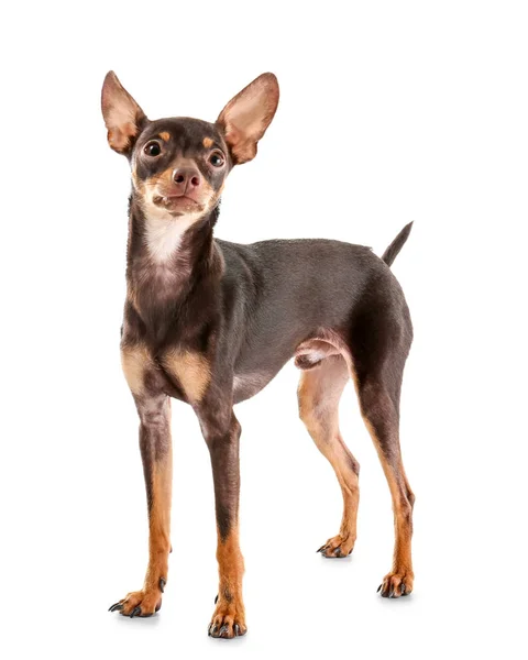 Cute toy terrier — Stock Photo, Image