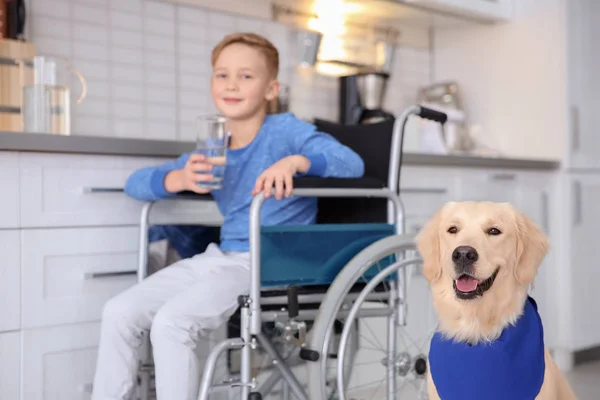 Cute service dog and blurred boy in wheelchair indoors — Stock Photo, Image