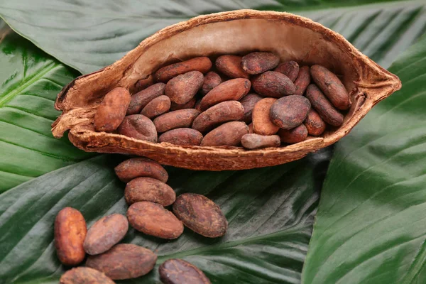 Половина какао-стручка з квасолею на зеленому листі — стокове фото