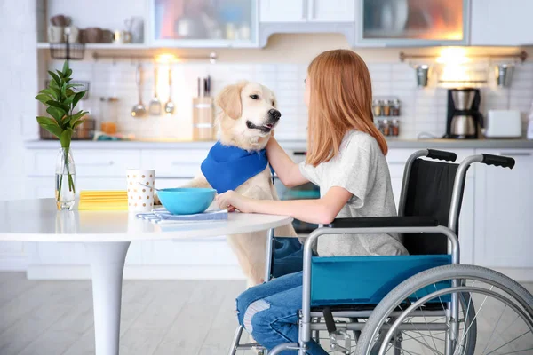 Asistenční pes poblíž dívka na vozíku uvnitř — Stock fotografie