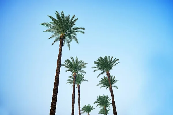 Tropické palmy proti modré obloze — Stock fotografie