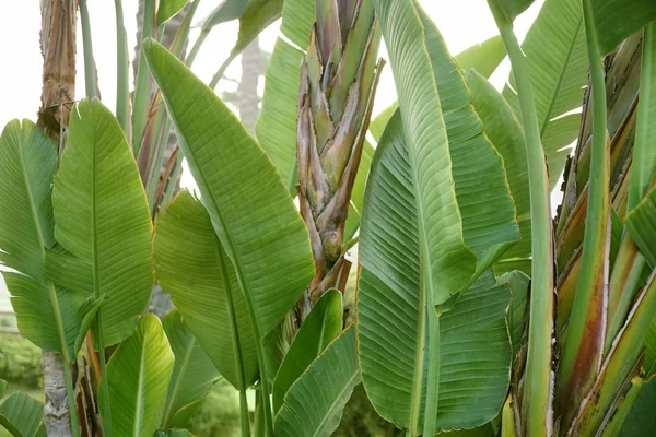 Duże liście banana tropikalne palmy w ogrodzie — Zdjęcie stockowe