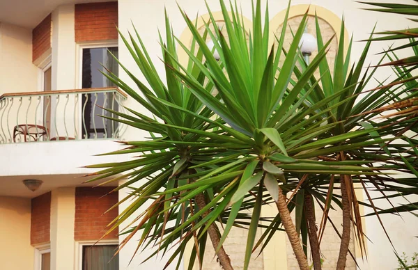 Árboles tropicales en el territorio del hotel — Foto de Stock