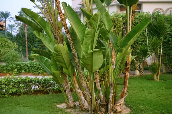 Tropical banana palms on the territory of hotel — Stock Photo, Image