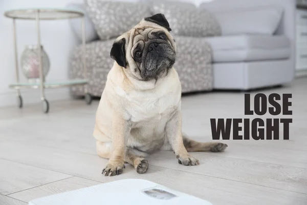 Motivation quote LOSE WEIGHT and cute overweight pug dog sitting on floor with scales indoors