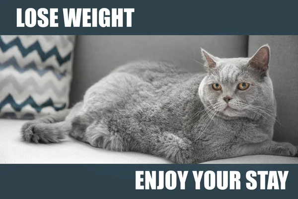 Motivation Quote Lose Weight Enjoy Your Stay Cute Overweight Cat — Stock Photo, Image