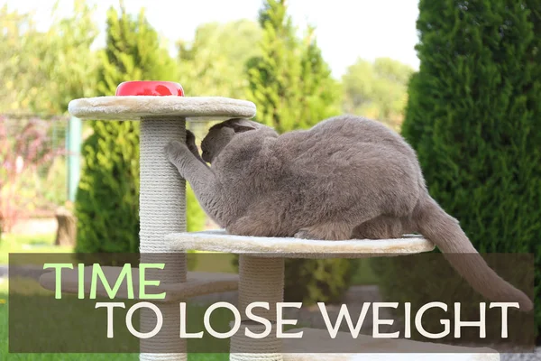 Citação Motivação Tempo Perder Peso Bonito Gato Com Excesso Peso — Fotografia de Stock