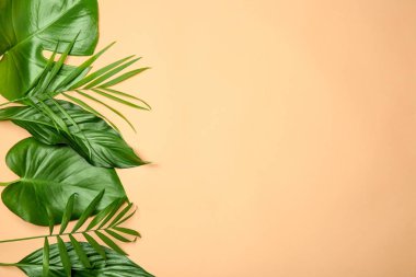 Renk tropikal yapraklar  