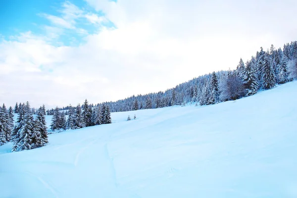 Beautiful winter landscape with trees — Stock Photo, Image