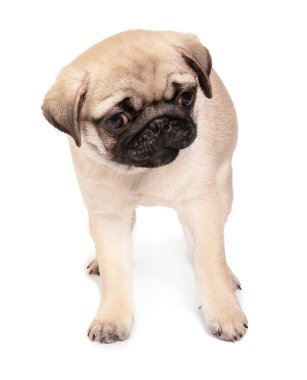 Beyaz arka plan üzerinde şirin pug köpek yavrusu
