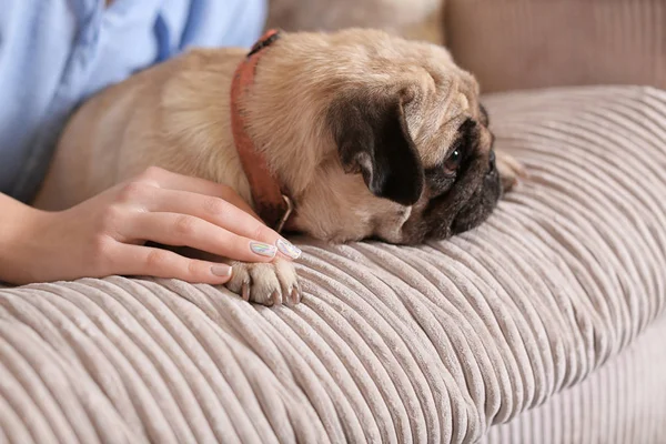 Woman touching dog's paw on sofa at home. Pet adoption — Stock Photo, Image