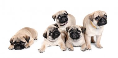 Cute pug puppies on white background clipart