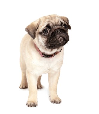 Beyaz arka plan üzerinde şirin pug köpek yavrusu