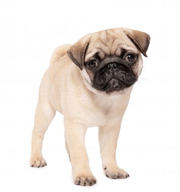 Beyaz arka plan üzerinde şirin pug köpek yavrusu