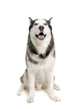 Beyaz arka plan üzerinde şirin Husky köpek