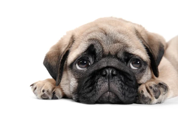 Beyaz arka plan üzerinde şirin pug köpek yavrusu