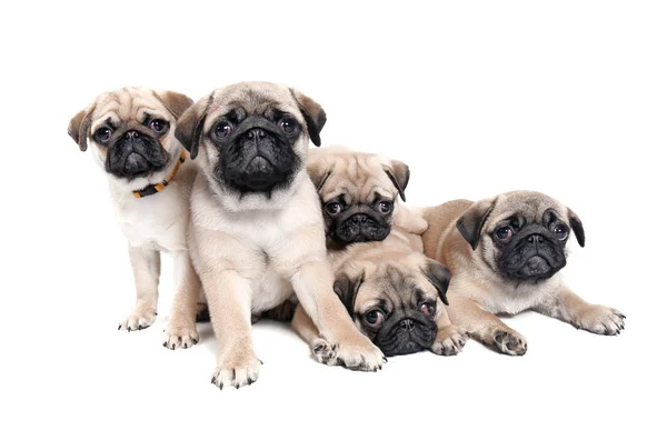 Lindos cachorros de cachorro sobre fondo blanco —  Fotos de Stock