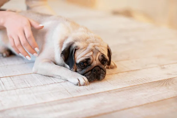 Söt mops hunden med ägare på golvet hemma. Sällskapsdjur adoptionen — Stockfoto