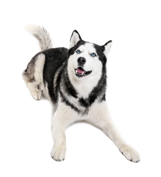 Niedlicher Husky-Hund auf weißem Hintergrund — Stockfoto