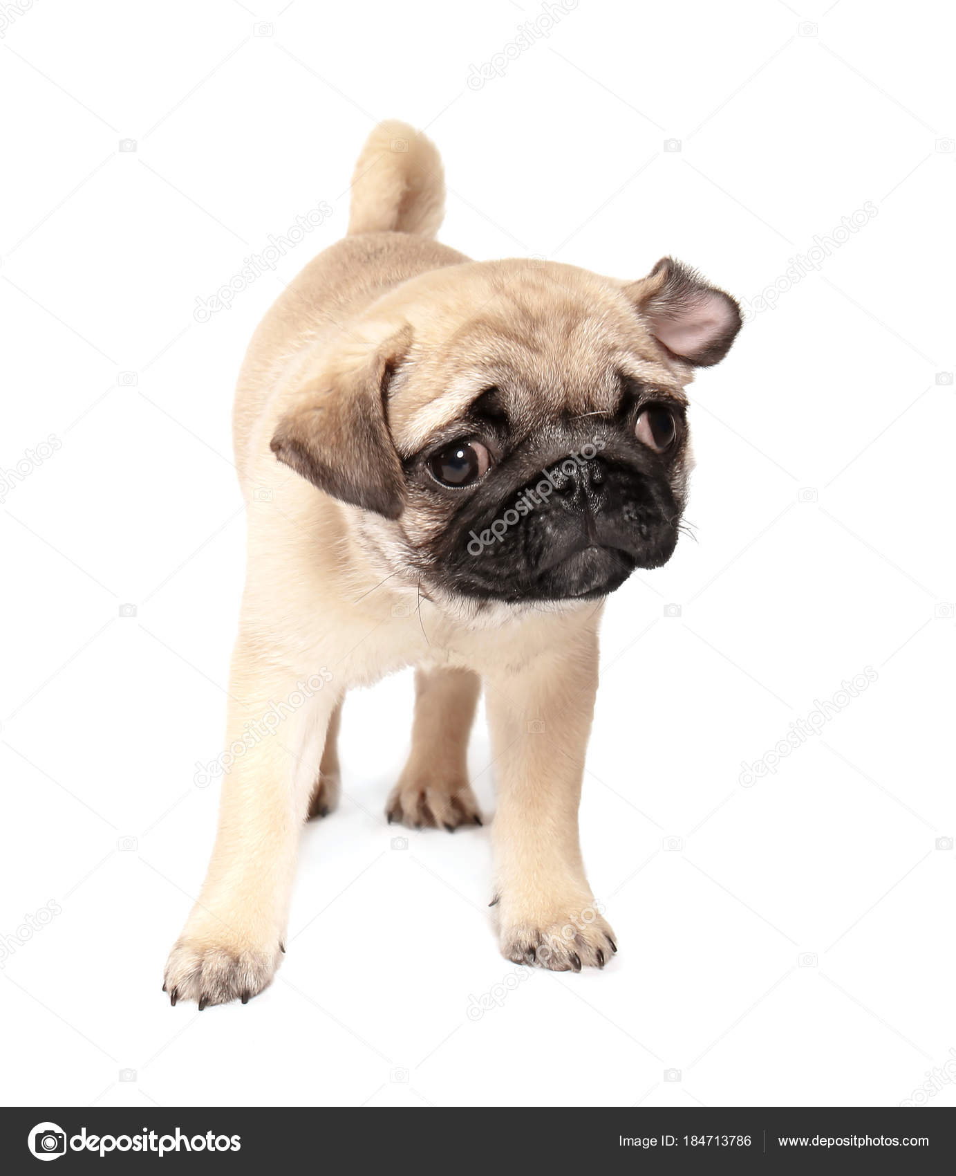 白地にかわいいパグ子犬 ストック写真 C Belchonock