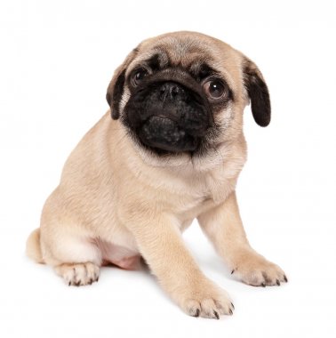 Beyaz arka plan üzerinde şirin pug köpek yavrusu