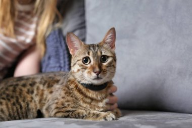 Şirin kedi Divan sahibi, closeup yakınındaki yalan